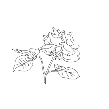 El çizimi siyah ve beyaz çizgili, beyaz arka planda yaprakları olan bir gül çiçeği. Romantik botanik vektör çizimi