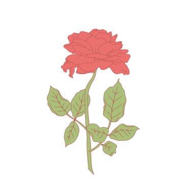 El çizimi sanat eseri kırmızı gül çiçeği beyaz arka planda izole edilmiş. Romantik botanik vektör çizimi