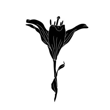 Zambak tomurcuğunun saplı ve yaprak kesimli siyah silueti. Tek renkli doğum ayı mayıs çiçeği. Botanik vektör çizimi beyaza izole edildi.