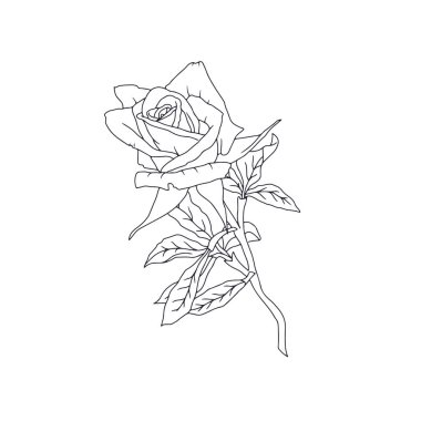 El çizimi siyah ve beyaz çizgili, beyaz arka planda yaprakları olan bir gül çiçeği. Romantik botanik vektör çizimi