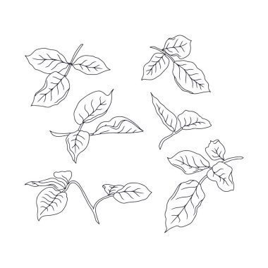 El çizimi siyah beyaz çizgili gül yaprakları izole edilmiş klipsli sanat eserleri. Klasik botanik bitki örtüsü vektör çizimi