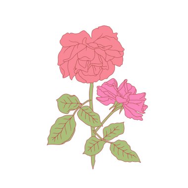El çizimi sanat pembe gül çiçeği beyaz arka planda izole. Romantik botanik vektör çizimi
