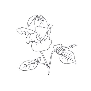 El çizimi siyah ve beyaz çizgili, beyaz arka planda yaprakları olan bir gül çiçeği. Romantik botanik vektör çizimi