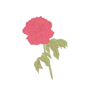 El çizimi sanat pembe gül çiçeği beyaz arka planda izole. Romantik botanik vektör çizimi
