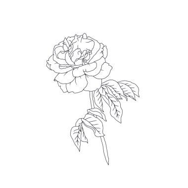 El çizimi siyah ve beyaz çizgili, beyaz arka planda yaprakları olan bir gül çiçeği. Romantik botanik vektör çizimi