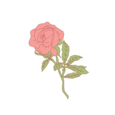 El çizimi sanat pembe gül çiçeği beyaz arka planda izole. Romantik botanik vektör çizimi