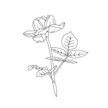 El çizimi siyah ve beyaz çizgili, beyaz arka planda yaprakları olan bir gül çiçeği. Romantik botanik vektör çizimi