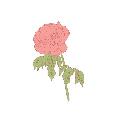 El çizimi sanat pembe gül çiçeği beyaz arka planda izole. Romantik botanik vektör çizimi