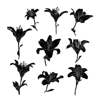 Zambak tomurcuğunun saplı ve yaprak kesimli siyah silueti. Tek renkli doğum ayı mayıs çiçeği. Botanik vektör çizimi beyaza izole edildi.