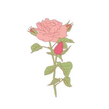 El çizimi sanat pembe gül çiçeği beyaz arka planda izole. Romantik botanik vektör çizimi