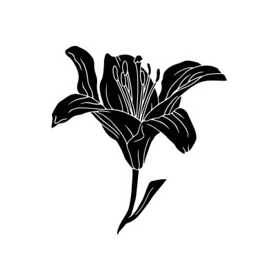 Zambak tomurcuğunun saplı ve yaprak kesimli siyah silueti. Tek renkli doğum ayı mayıs çiçeği. Botanik vektör çizimi beyaza izole edildi.