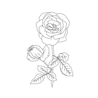 El çizimi siyah ve beyaz çizgili, beyaz arka planda yaprakları olan bir gül çiçeği. Romantik botanik vektör çizimi
