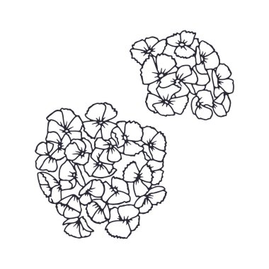 El çizimi siyah çizgili sanat eseri tatlı William Flowers beyaz arka planda izole edilmiş. Dianthus, botanik vektör illüstrasyonunu açar