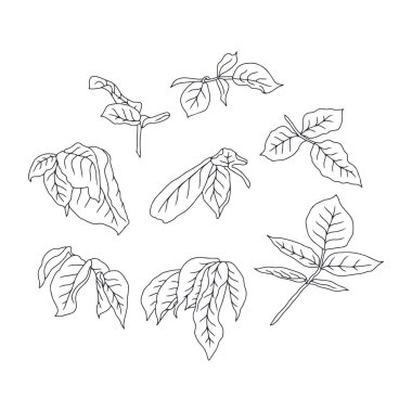 El çizimi siyah beyaz çizgili gül yaprakları izole edilmiş klipsli sanat eserleri. Klasik botanik bitki örtüsü vektör çizimi