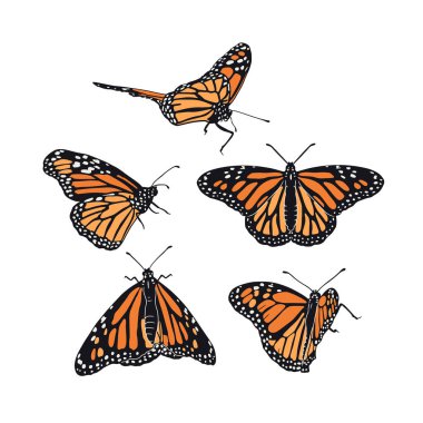 El çizimi turuncu kelebek klipsleri sanat seti. Güzel tropikal böcekler tomar tasarlar. Beyaz arkaplanda vektör illüstrasyonu