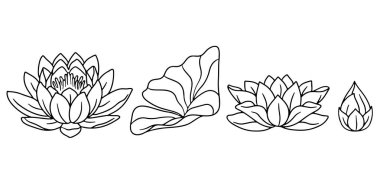 El çizimi siyah ve beyaz nilüfer çiçekleri beyaz arka planda izole edilmiş sanat vektörü çizimleri. Nilüfer çiçeği ve tomurcuk monokrom karalaması.