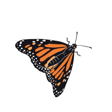 El çizimi turuncu kelebek klipsi sanatı. Güzel tropikal böcek tasarımı. Beyaz arkaplanda vektör illüstrasyonu