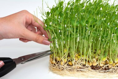 Kız bezelye mikroçim filizlerini kesiyor. Sağlıklı yeme ve organik gıda kavramı.