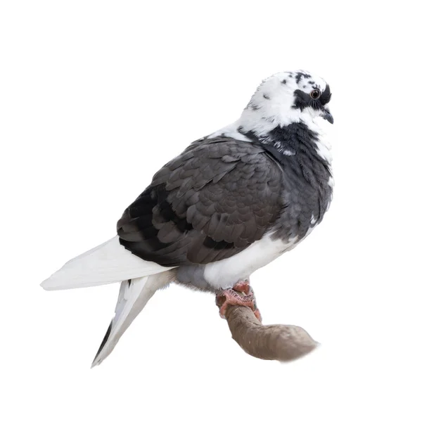 Pomba Isolada Fundo Branco Pássaro Branco Cinzento — Fotografia de Stock