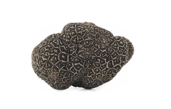 Tuber Melanosporum Black Truffle White Background High Quality Photo — Stock Photo, Image