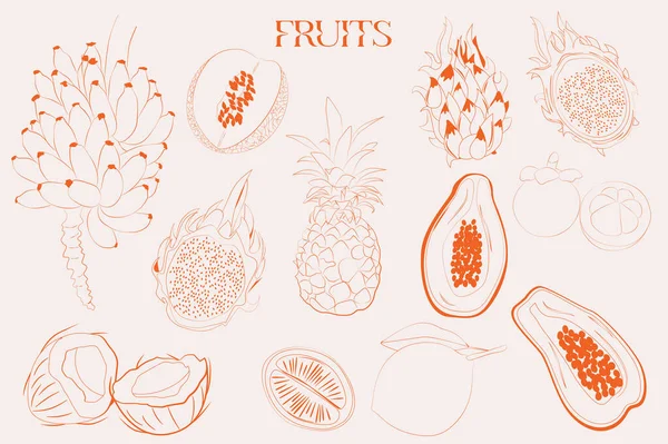 Exotic Fruit Collection Tropical Fruit Pineapple Papaya Dragon Fruit Banana — Stock Vector