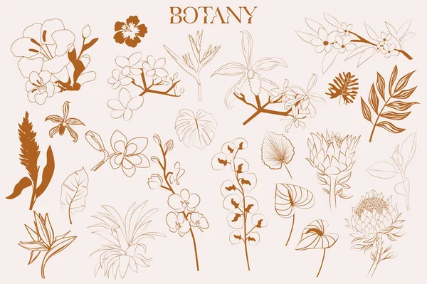 Flores Tropicales Colección Plantas Estilo Sketch Ilustración Vectorial Editable — Archivo Imágenes Vectoriales