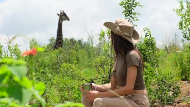 Жираф Национальном Парке Крюгер Южная Африка Большой Жираф Национальном Парке — стоковое видео