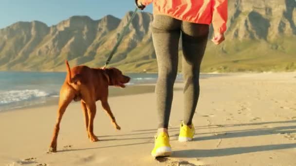 若い女性が座ってビーチで犬を抱きかかえています 友情の概念 女性と犬が一緒にビーチに座って日の出を楽しむ ビーチでゴールデンレトリバー犬を歩く大人の女性は — ストック動画