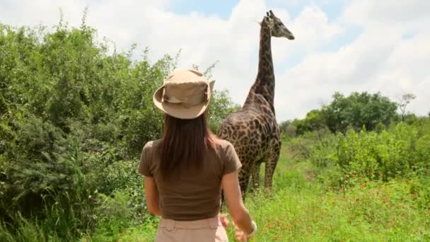 Kvinnlig Resenär Upptäcktskläder Visar Hjärta Med Händer Till Giraff Savann — Stockvideo