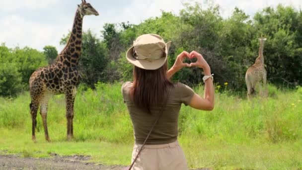 Kobieta Podróżująca Odkrytych Ubraniach Pokazuje Serce Dłońmi Żyrafy Savannah Dziewczyna — Wideo stockowe
