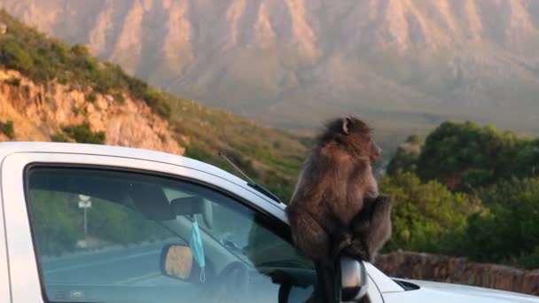 Zabawna Dzika Szara Małpa Siedząca Dachu Samochodu Pobliżu Dżungli Śmieszny — Wideo stockowe