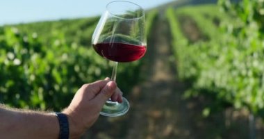 Sommelier gün batımında bir bardak beyaz şarapla kıvrılır. Bir adam gün batımında bir bardak kırmızı şarap tutuyor. Üzüm bağının arka planına karşı. Turistler şarap konseptini tadıyor.