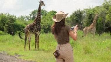 Safaride fotoğraf çeken kadın fotoğrafçı. Afrika savanasında yaprakları kuru mevsimde kızıl toprakla yiyen vahşi bir zürafa. Safari şapkalı kadın gezgin zürafanın fotoğrafını çekiyor.