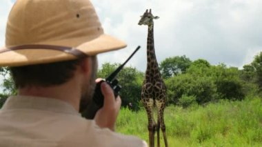 man with a walkie-talkie in his hands stands in a national park. security guard in the national park with a walkie-talkie near the giraffe. a male traveler discovered a family of giraffes in the wild