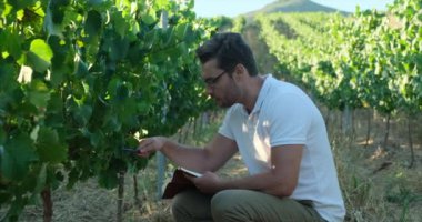 Winemaker checks red grapes in the vineyard. Agronomist checks the state of health of the grapes in the vineyard. handsome senior man winemaker in his vineyard picking grapes during wine harvest
