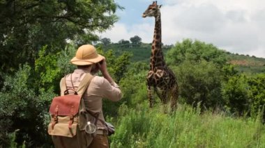 giraffe stand in the savanna the starts walking crossing the frame at the sunset with sun. giraffe eating acacia in savannah near male traveler with camera. African giraffe walking in the wild forest