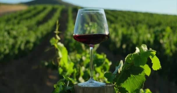 在黑葡萄的衬托下 一杯华丽的陈年红葡萄酒 品酒和酿酒的概念 在葡萄园里品酒 红葡萄酒加满酒杯的特写 — 图库视频影像