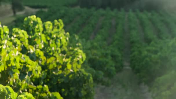 晨雾中的葡萄园景观 葡萄酒 葡萄在阳光明媚的夏日 意大利陡峭的山坡上的绿色葡萄园 阳光明媚的日子 葡萄园里成排的葡萄树 — 图库视频影像