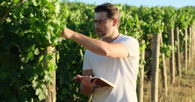 The agronomist in the vineyard squeezes the grape on the refractometer to measure the sugar content. Traditional agriculture. Male farmers grow grapes. Vineyards for winemaking. The harvest season.