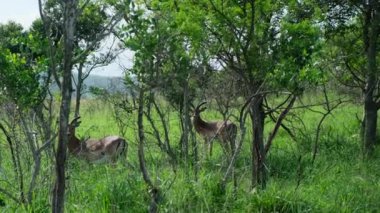 herd of oryx antelope wildlife running fast across empty savannah and plains of Africa. Impala antelope in golden light shaking body and ears. Wild animals in nature, safari in Africa