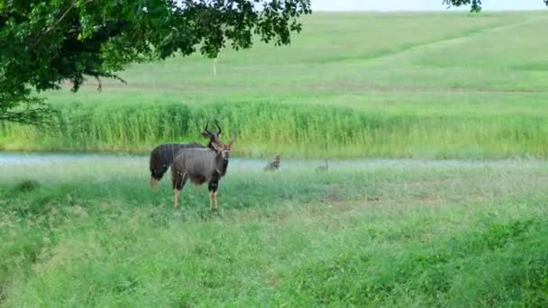Herd Oryx Antelope Wildlife Running Fast Empty Savannah Plains Africa — Wideo stockowe