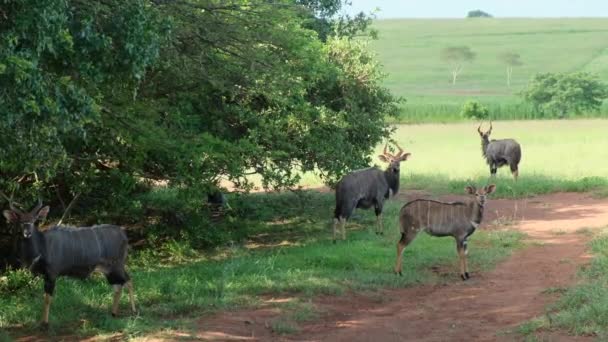 Herd Oryx Antelope Wildlife Running Fast Empty Savannah Plains Africa — Stockvideo