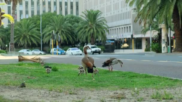 Family Ducks Walking Green Grass Park Sunny Day Slow Motion — ストック動画
