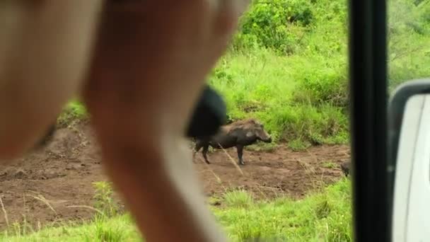 サファリウェアの女性観光客はアフリカのサバンナのイノシシの後ろに双眼鏡を通して見る アフリカで一人旅をして国立保護区の野生動物を見て — ストック動画