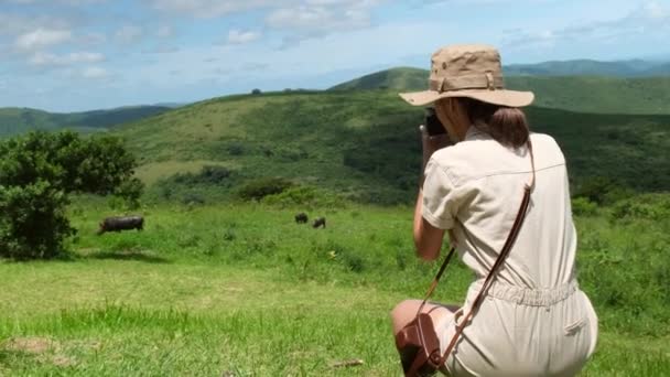 Woman Safari Clothes Watches Wild Boar Grass Takes Photo Savannah — Stock Video
