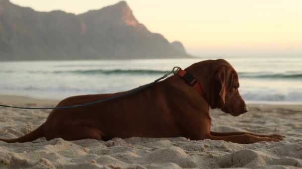夏休みの海で日光浴をしています 陽気な犬は海の砂の上に横たわって夕日を楽しんでいます — ストック動画