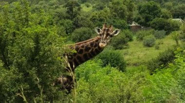 Güney Afrika Kruger Ulusal Parkı 'nda zürafa zürafa camelopardalis. Masai Mara rezervindeki bir akasya ağacından beslenen zürafa. Afrika zürafası vahşi ormanda yürüyor..