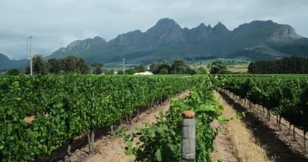 Krajobraz Winnicy Zachodzie Słońca Górami Stellenbosch Pobliżu Kapsztadu Rpa Winogrona — Wideo stockowe