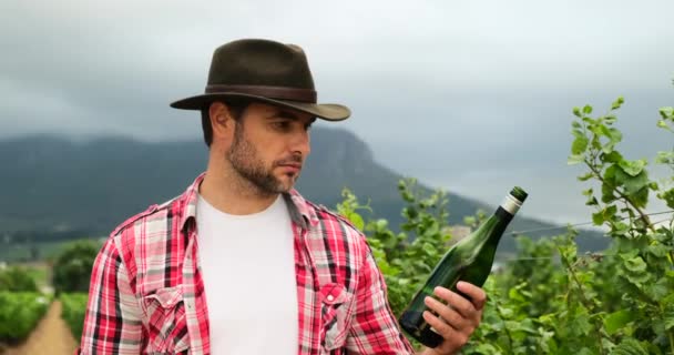 シャツの男はボトルからワインを嗅ぎ Okを示します シャツの男はブドウ畑のそばに立って ワイナリーからワインをテストします 畑の真ん中でブドウを収穫している農家は — ストック動画