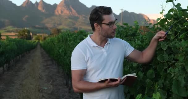 研究室のアナリストは緑のブドウ畑の近くのノートにメモを取ります 地下室でワインを扱う研究室の技術者 彼はワインセラーで品質を調べている 業界のワイン造りのコンセプト — ストック動画